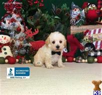 schnoodle puppy posted by little paws kennel